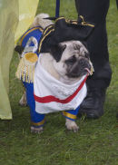 Captain Pug Wash